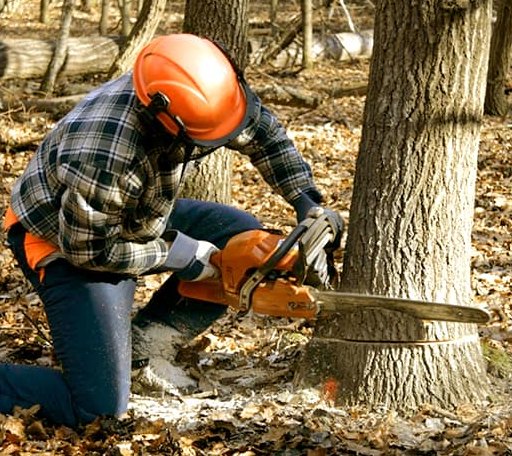 Tree Removal in Sidney, TX
